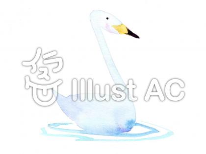 白鳥イラスト 無料イラストなら イラストac