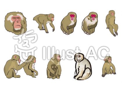 最高の動物画像 無料印刷可能猿 イラスト リアル