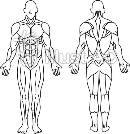 人体筋肉図イラスト No 306635 無料イラストなら イラストac