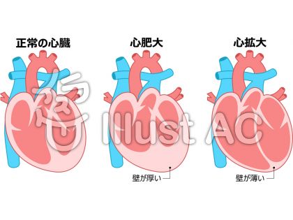 心臓イラスト 無料イラストなら イラストac