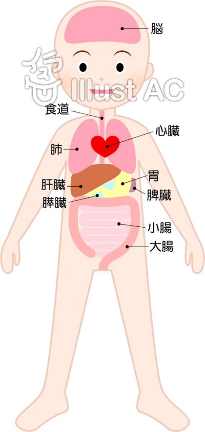 内臓イラスト No 無料イラストなら イラストac