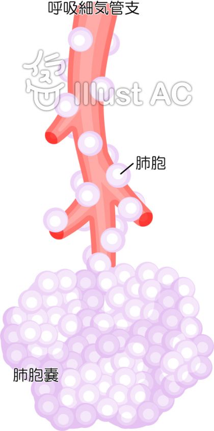 肺胞イラスト - No: 344534/無料イラストなら「イラストAC」