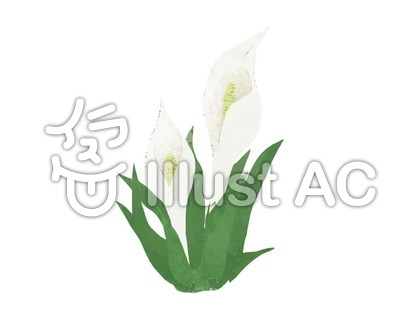 水芭蕉イラスト 無料イラストなら イラストac
