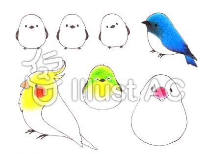 インコイラスト 無料イラストなら イラストac