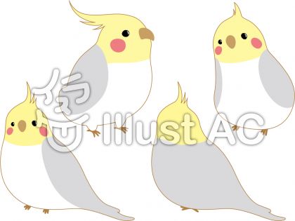 オカメインコイラスト 無料イラストなら イラストac