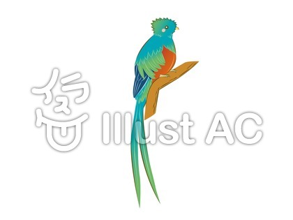 ケツァールイラスト , No 610515/無料イラストなら「イラストAC」
