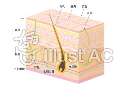 皮膚イラスト 無料イラストなら イラストac