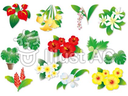 ハワイの植物イラスト 無料イラストなら イラストac