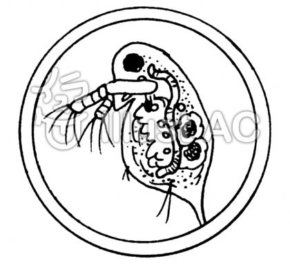 微生物イラスト 無料イラストなら イラストac