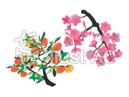 橘の花イラスト 無料イラストなら イラストac