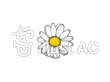 デイジーの花 白イラスト No 無料イラストなら イラストac