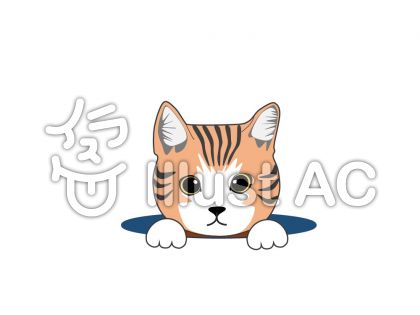 アメショーイラスト 無料イラストなら イラストac