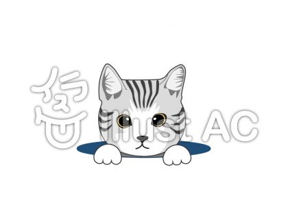 アメショーイラスト 無料イラストなら イラストac