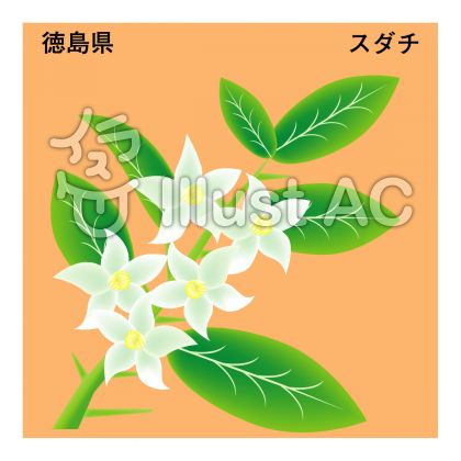 橘の花イラスト 無料イラストなら イラストac