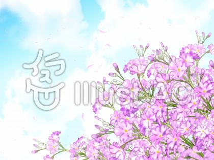 桜草イラスト 無料イラストなら イラストac