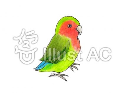 コザクラインコイラスト 無料イラストなら イラストac