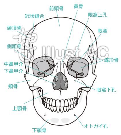 頭蓋骨イラスト No 無料イラストなら イラストac