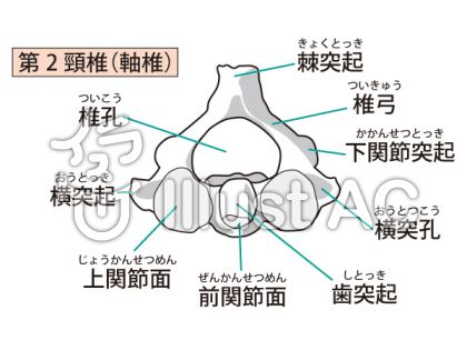 背骨イラスト 無料イラストなら イラストac