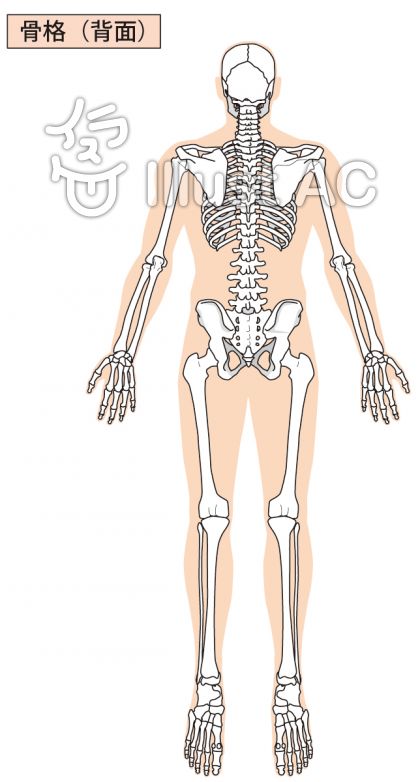 人体骨格イラスト 無料イラストなら イラストac