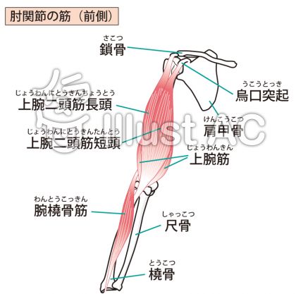 かわいい 力こぶ 筋肉 イラスト