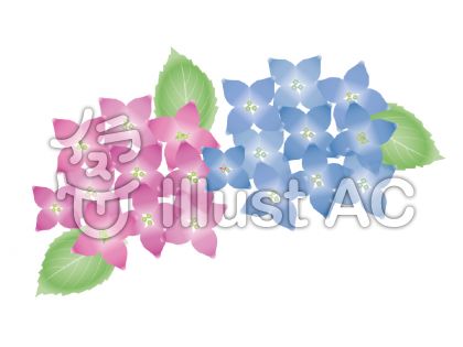 アジサイの花(水彩画風)のイラスト