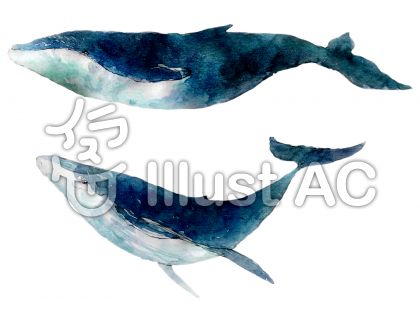 美しい花の画像 ベストクジラ イラスト 正面