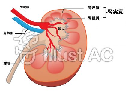 腎イラスト 無料イラストなら イラストac