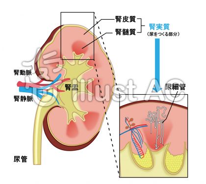 腎イラスト 無料イラストなら イラストac