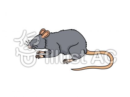 Ratイラスト 無料イラストなら イラストac