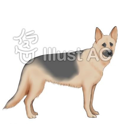 シェパード犬イラスト 無料イラストなら イラストac