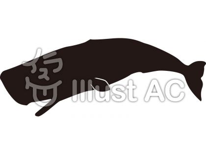 動物画像のすべて これまでで最高のマッコウ クジラ イラスト