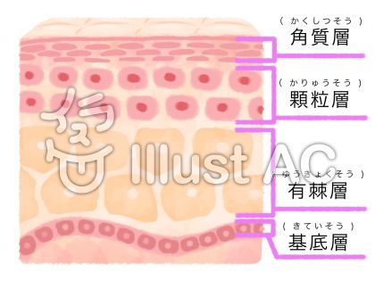 皮膚の構造図イラスト 無料イラストなら イラストac