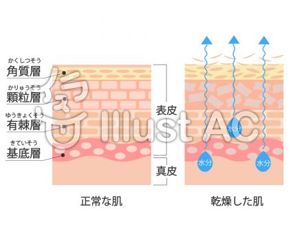 ベスト 皮膚の構造 イラスト 無料 最高の壁紙のアイデアcahd