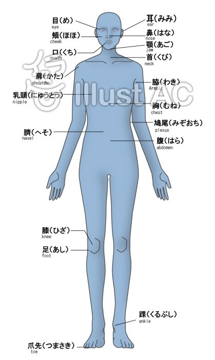 人の体の部位の名称 英語付 イラスト No 954057 無料イラストなら イラストac