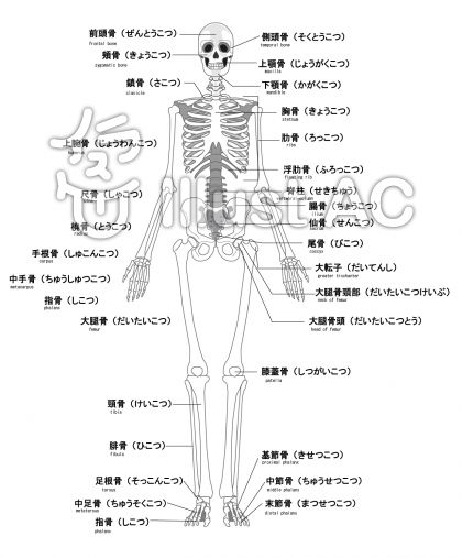 ベスト50 人体 骨 イラスト 無料 アニメ画像