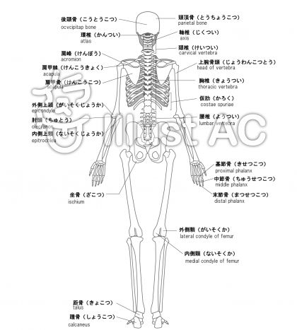 かわいいディズニー画像 最高かつ最も包括的な人体 骨 イラスト 無料