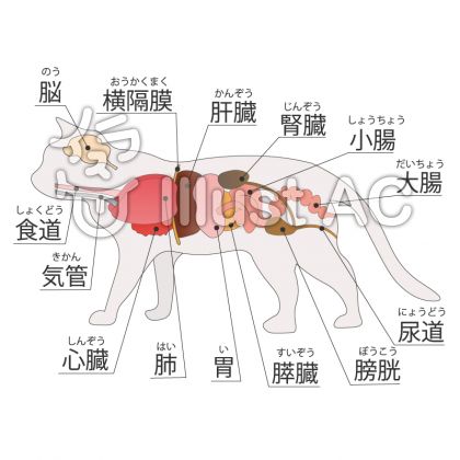 猫の断面図イラスト No 無料イラストなら イラストac