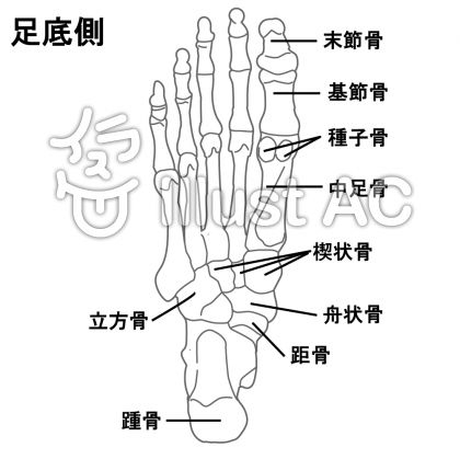 足の骨 底側イラスト No 無料イラストなら イラストac
