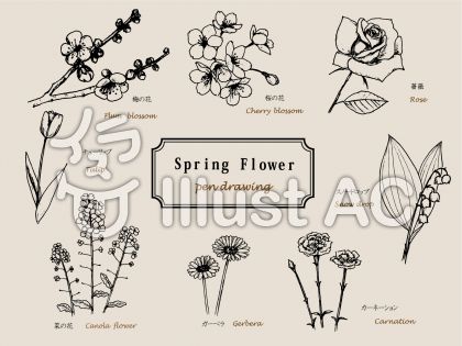 春の花 ペン画イラスト No 992659 無料イラストなら イラストac