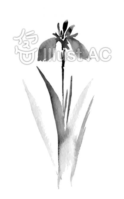 かきつばた あやめ 花菖蒲 水墨画イラスト No 無料イラストなら イラストac