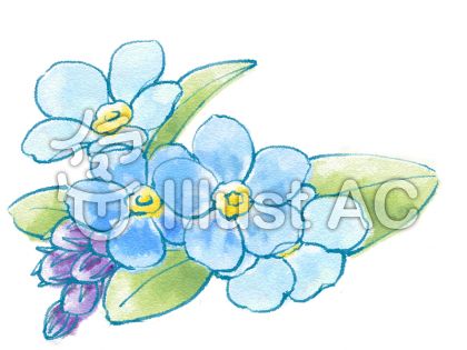 忘れな草イラスト 無料イラストなら イラストac