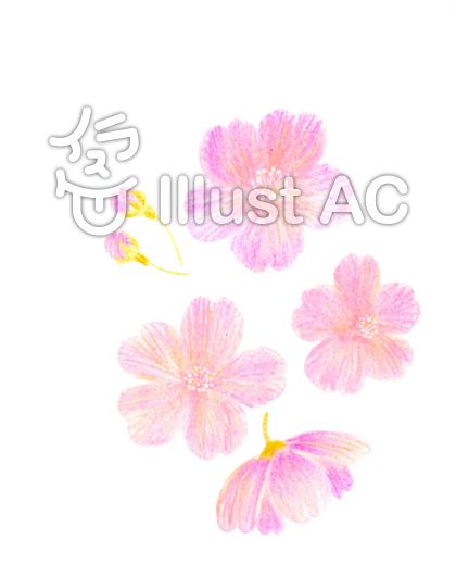 色鉛筆 桜 刺繍風イラスト No 1029476 無料イラストなら イラストac