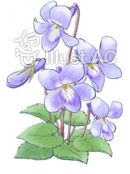 すみれの花イラスト 無料イラストなら イラストac