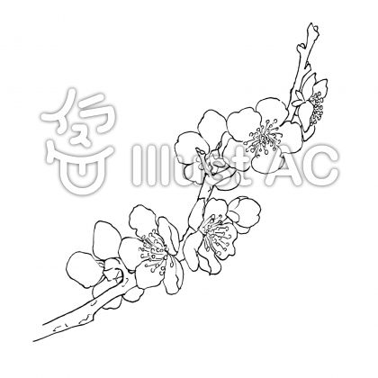 梅の花 線画イラスト No 104 無料イラストなら イラストac