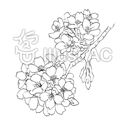 桜の花 線画イラスト No 1042097 無料イラストなら イラストac