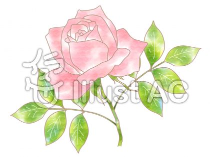 ピンクの薔薇一輪 イラスト No 無料イラストなら イラストac