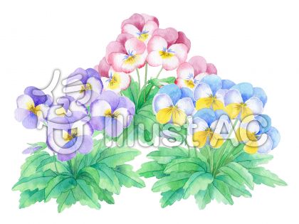 ビオライラスト 無料イラストなら イラストac