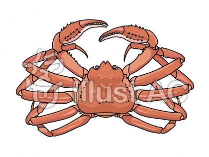 ズワイガニイラスト 無料イラストなら イラストac