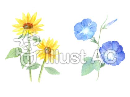 水彩で描く夏の花 ヒメヒマワリと朝顔イラスト No 無料イラストなら イラストac