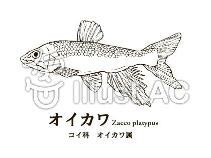 魚図鑑イラスト 無料イラストなら イラストac